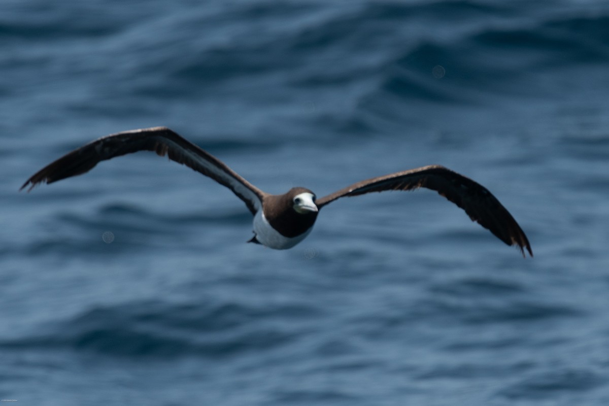 Piquero Pardo (leucogaster) - ML622131840