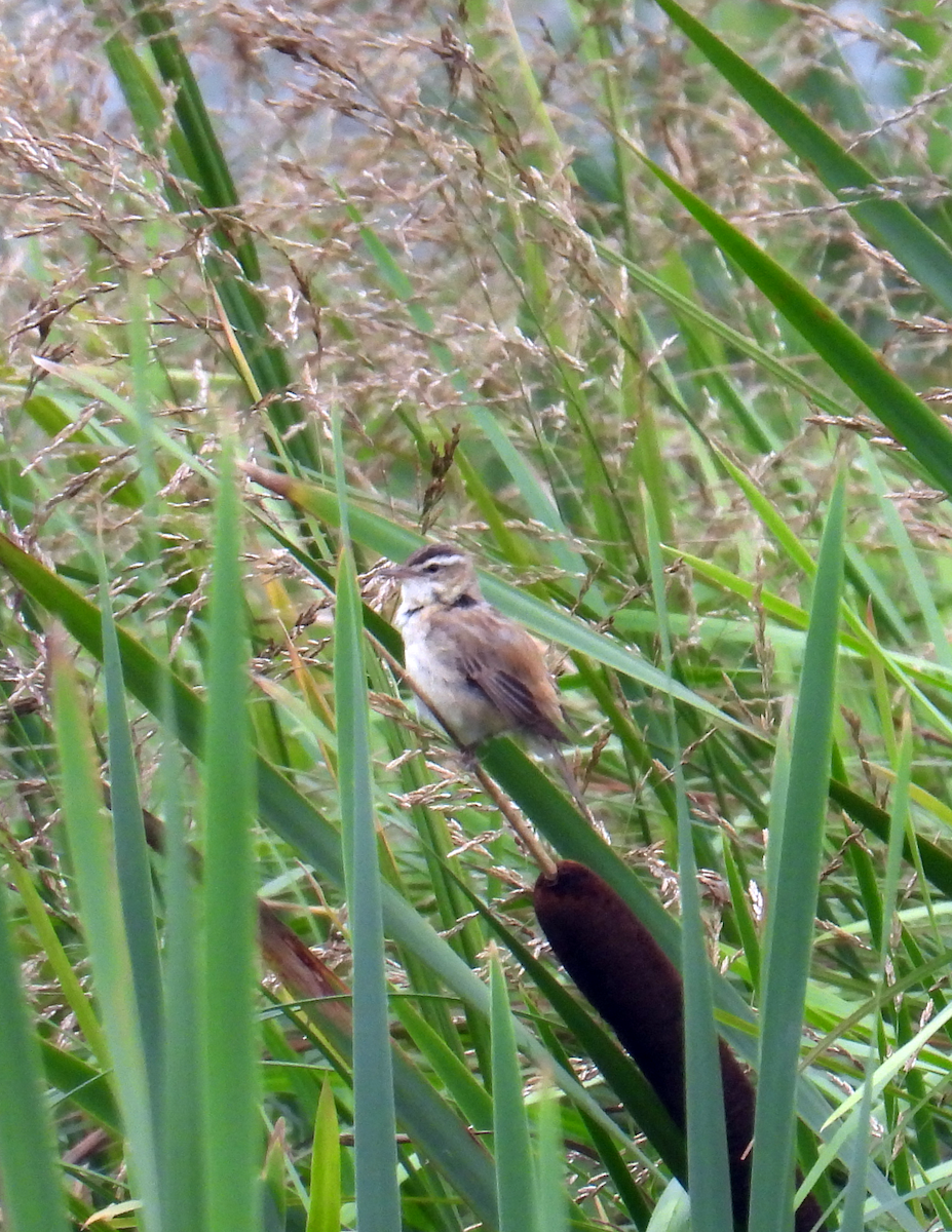 Sedge Warbler - ML622131841