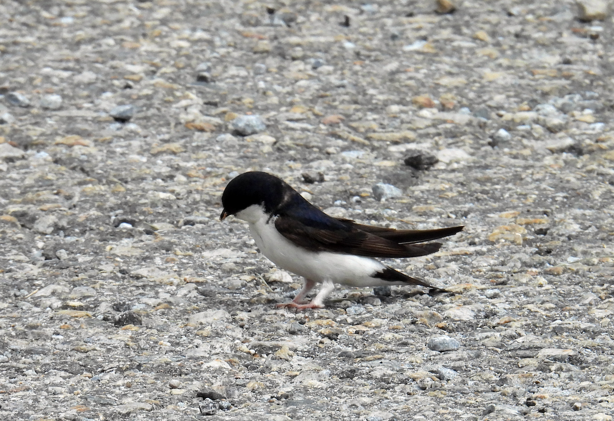 Western House-Martin - ML622131842