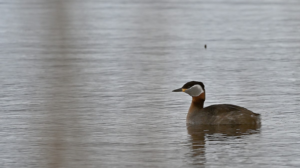 Red-necked Grebe - ML622131845