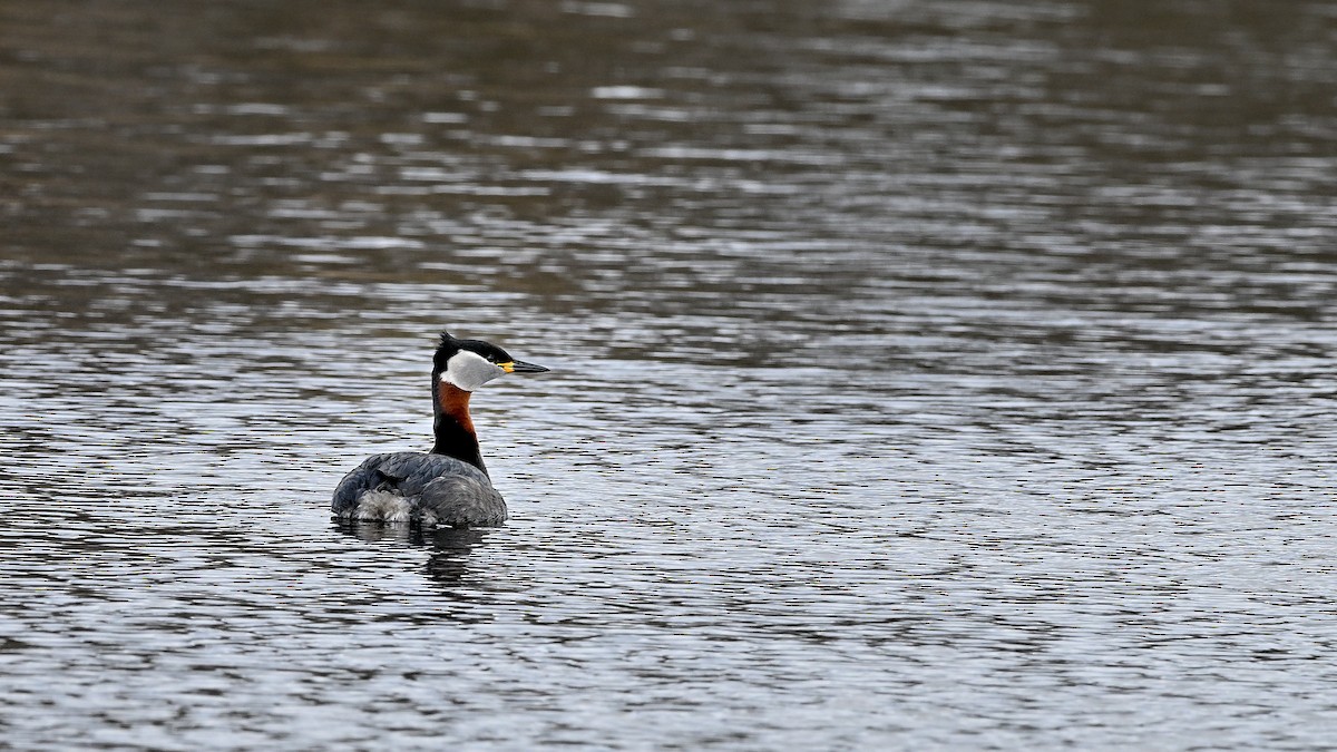 Red-necked Grebe - ML622131846