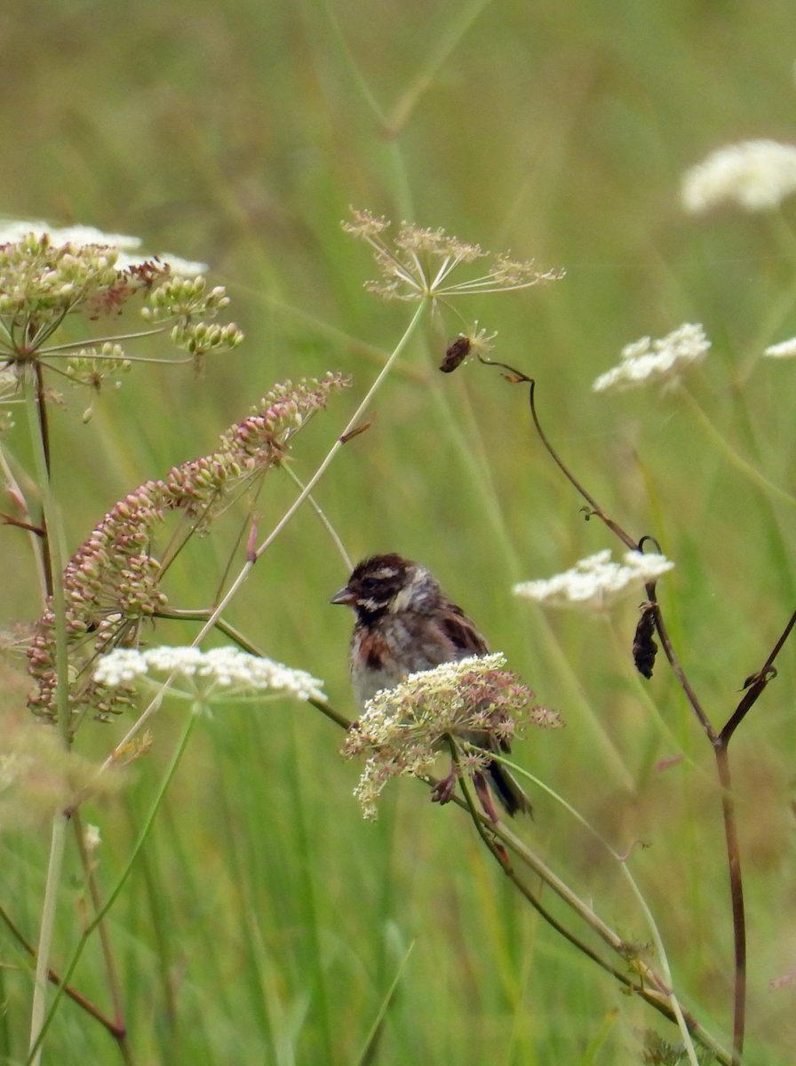 Reed Bunting - Nora Sequardt