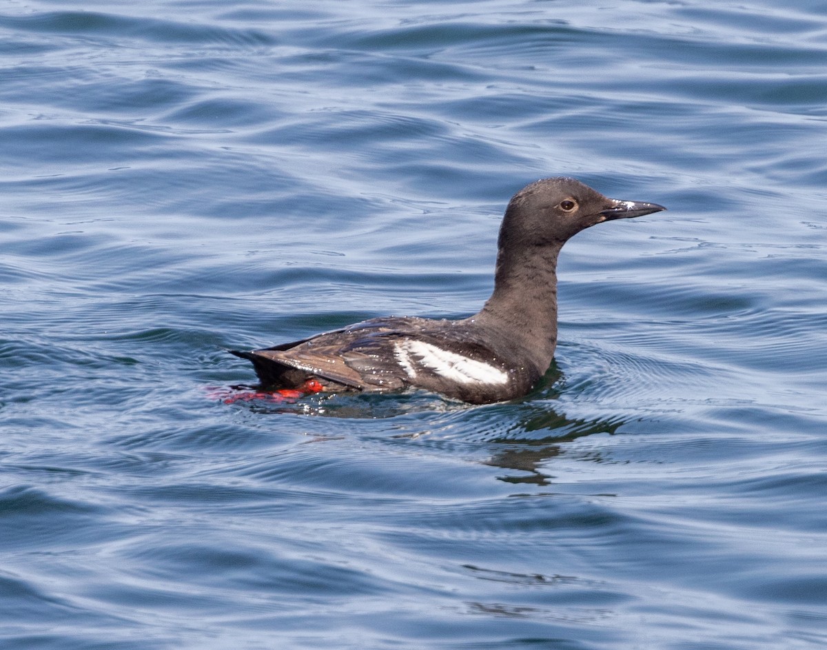 Guillemot colombin - ML622131849