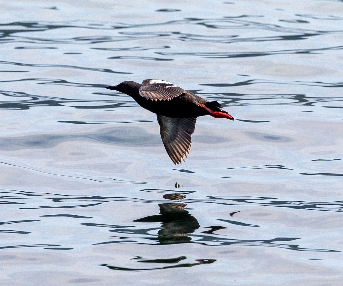 Guillemot colombin - ML622131851