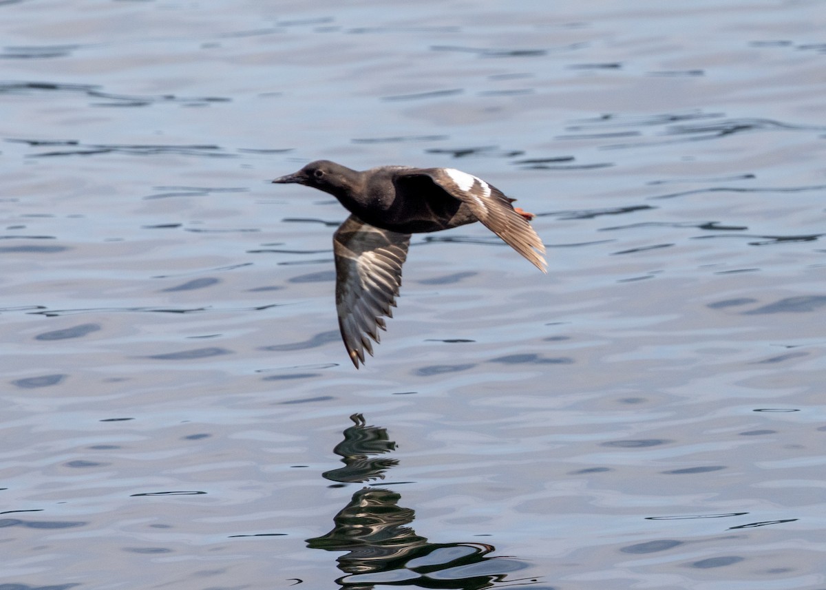 Guillemot colombin - ML622131853