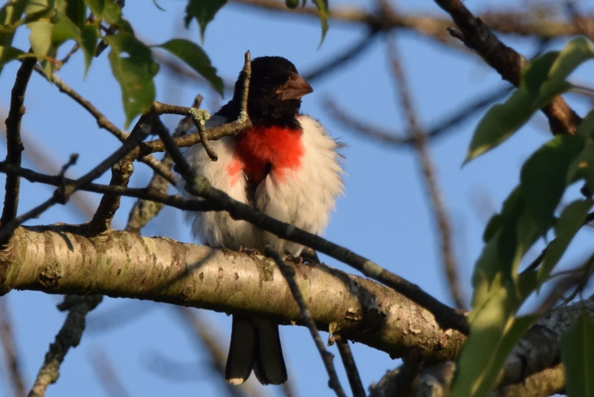 Cardinal à poitrine rose - ML622131856