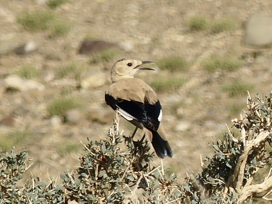 Mongolian Ground-Jay - ML622131858