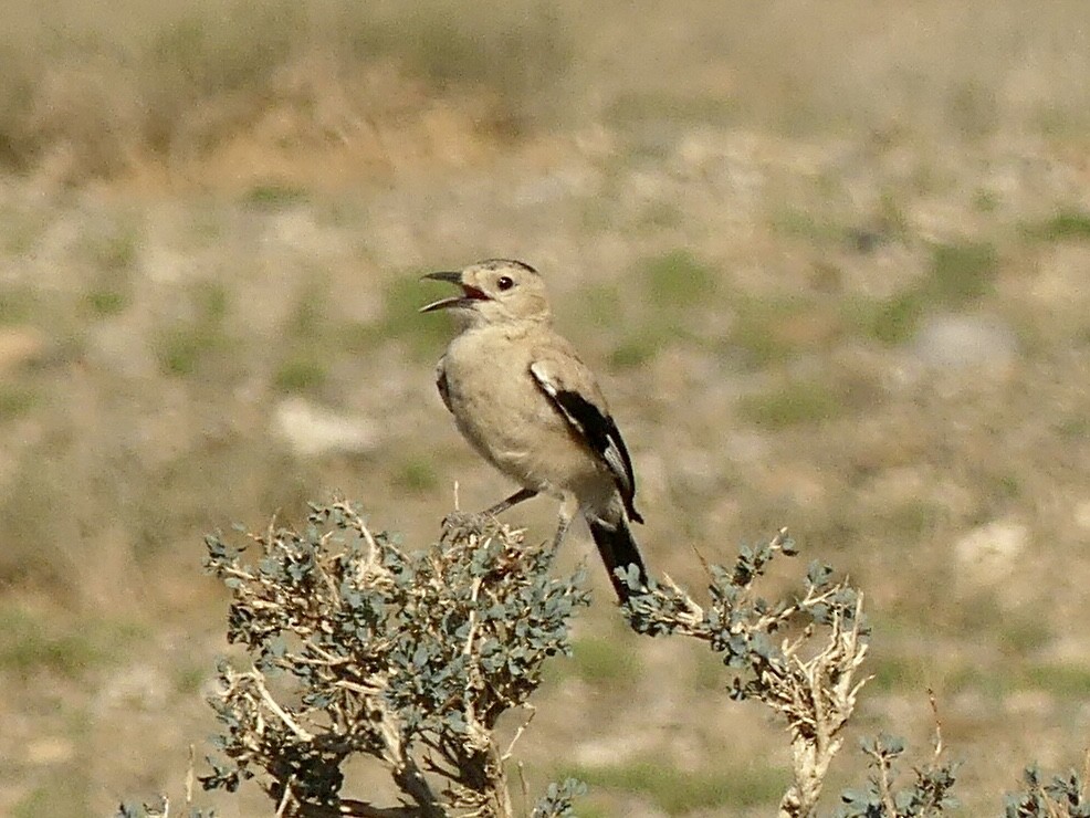 Mongolian Ground-Jay - ML622131859