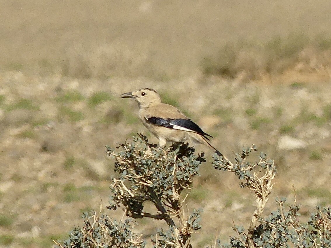 Mongolian Ground-Jay - ML622131860