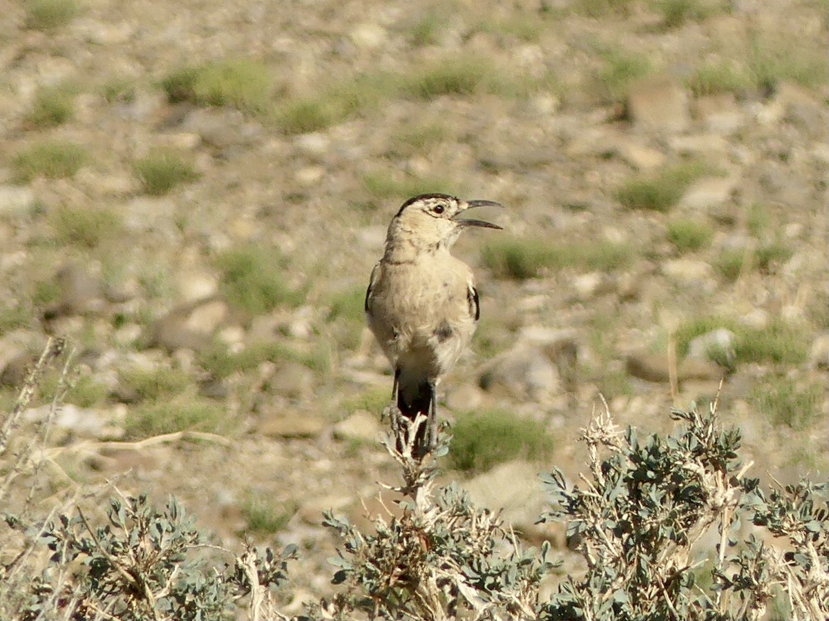 Mongolian Ground-Jay - ML622131861