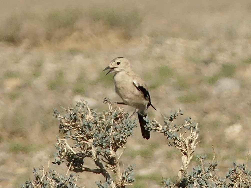 Mongolian Ground-Jay - ML622131862