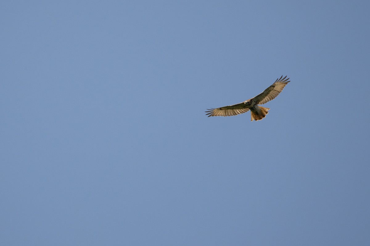 Red-tailed Hawk - ML622131869
