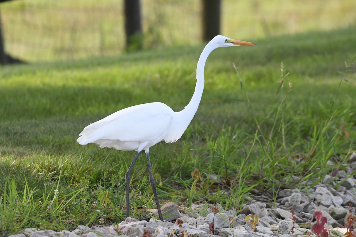 Grande Aigrette - ML622131877