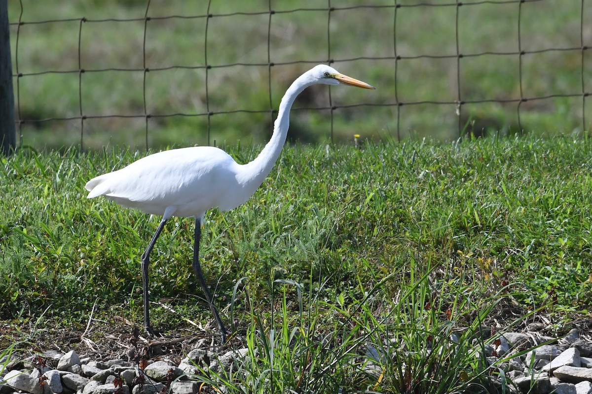 Great Egret - Barry Blust