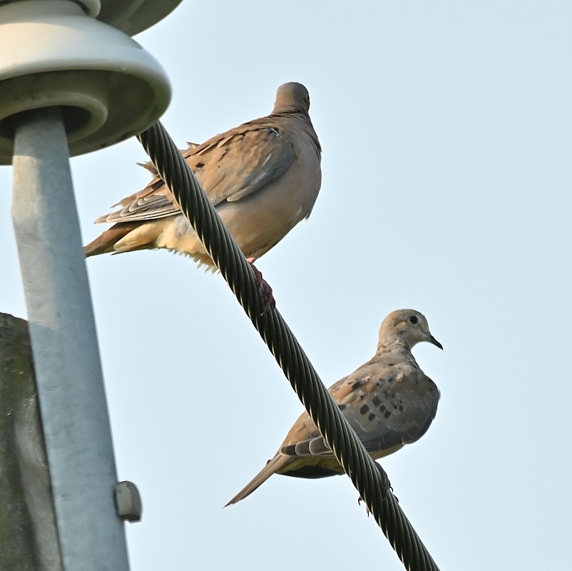 Mourning Dove - Regis Fortin