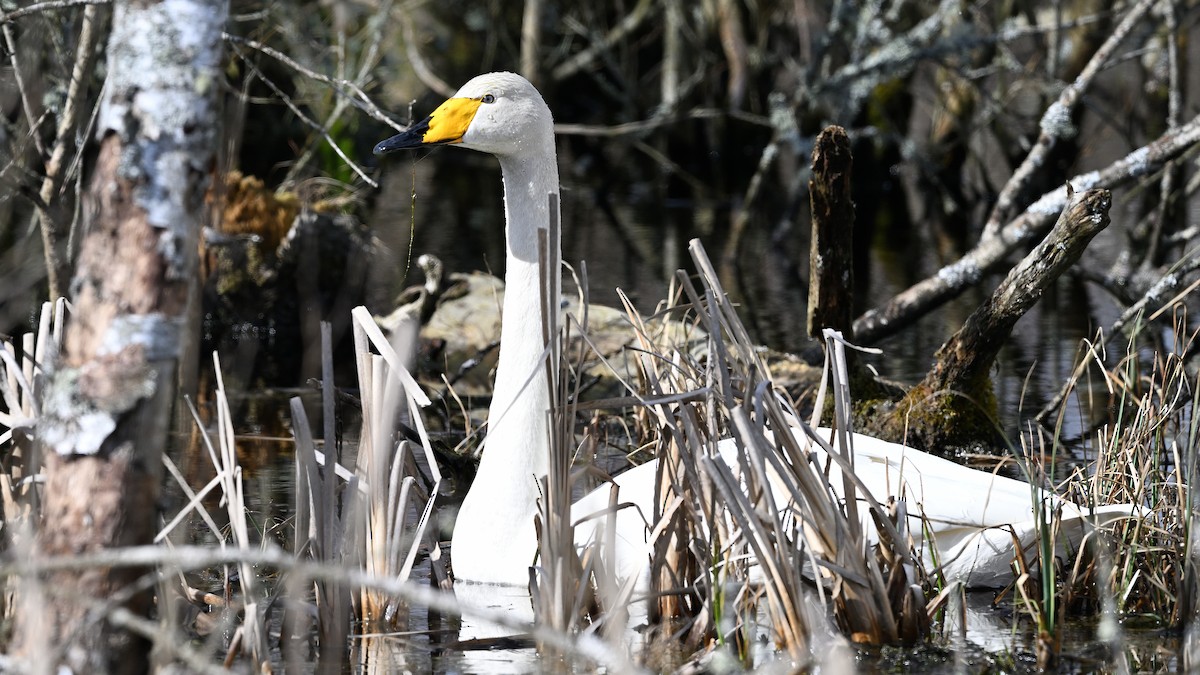 Whooper Swan - ML622131964