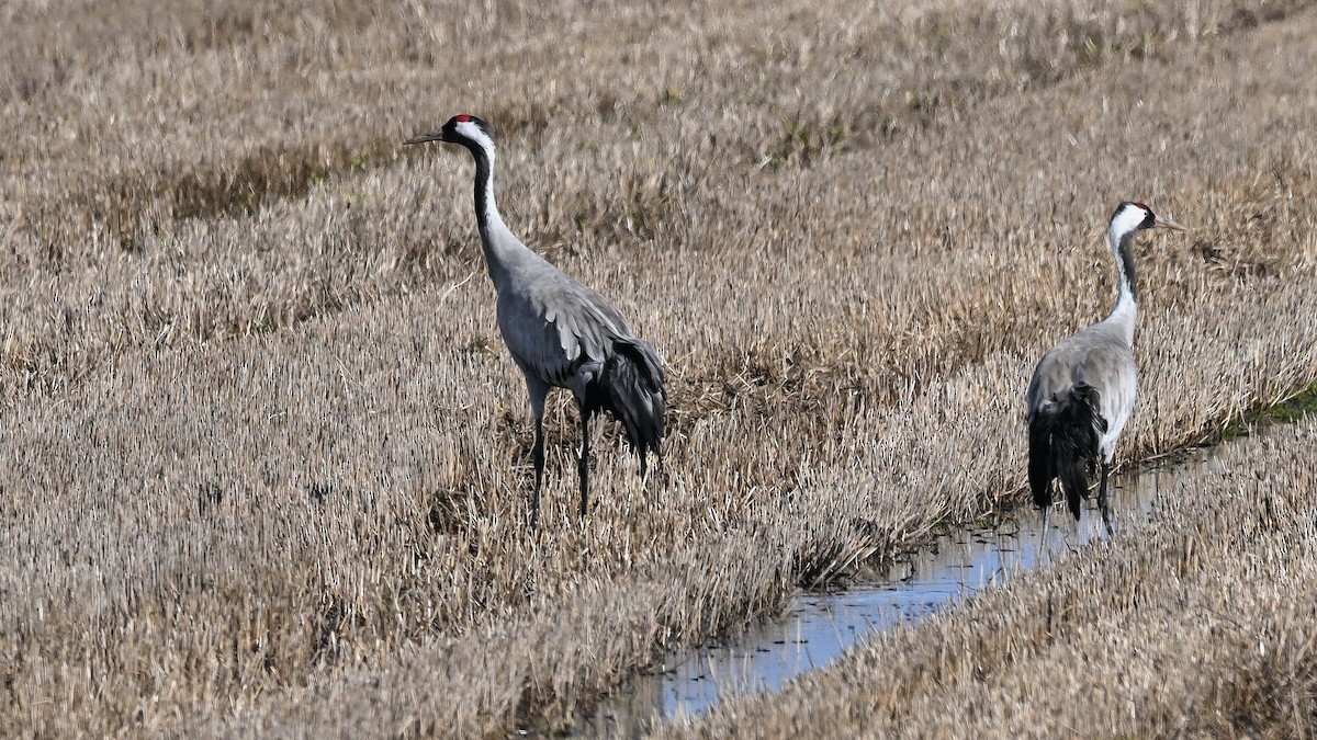 Common Crane - ML622131976