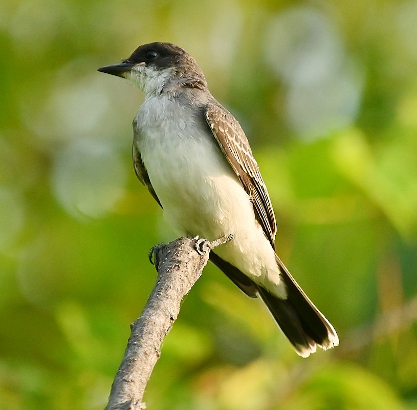 Eastern Kingbird - ML622131987