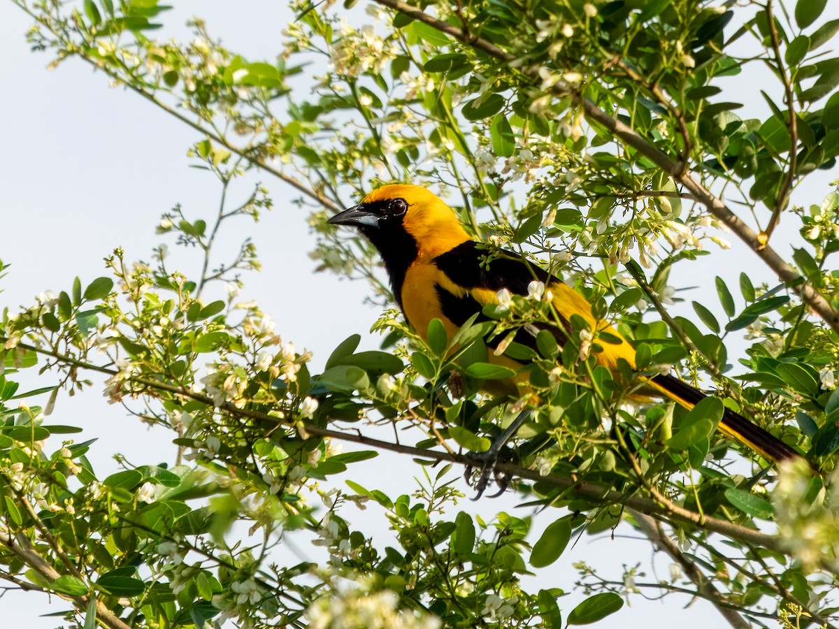 Yellow-tailed Oriole - ML622131989