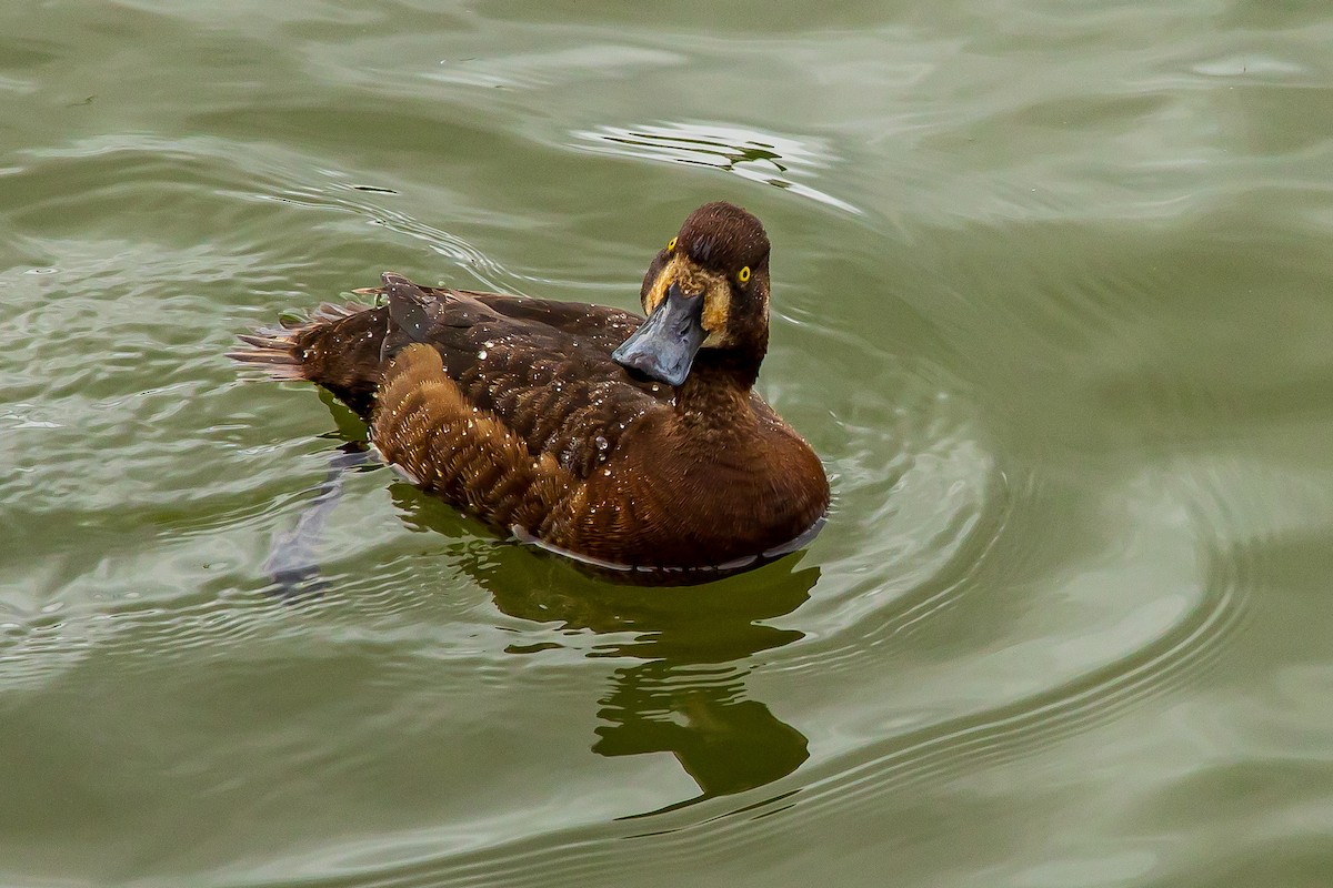 Greater Scaup - David/Mary Phillips