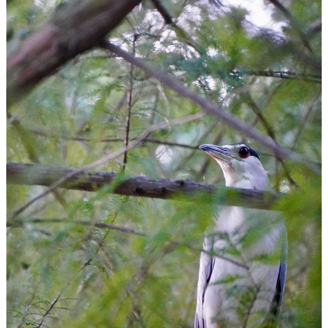 Black-crowned Night Heron - ML622131992