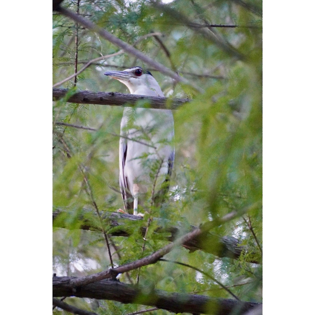 Black-crowned Night Heron - ML622131993