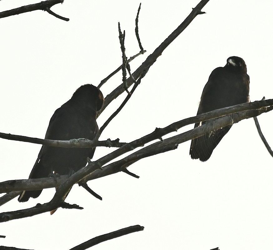 American Crow - Regis Fortin