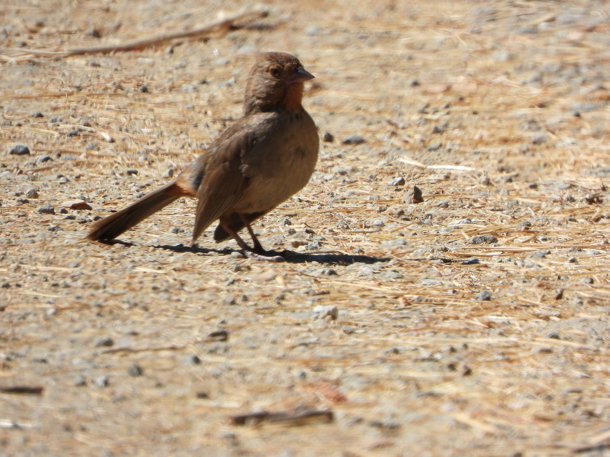 California Towhee - ML622131997