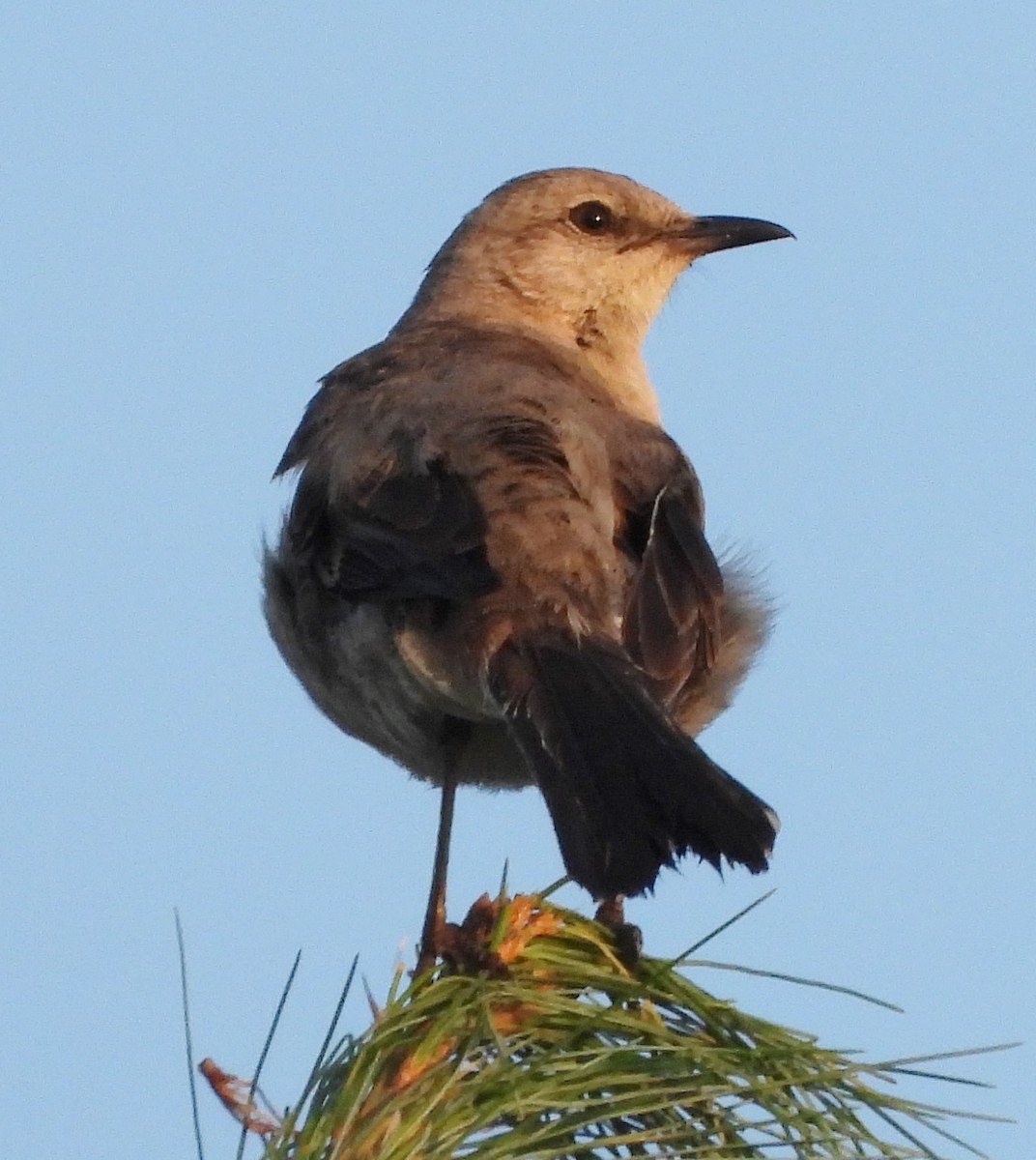 Northern Mockingbird - ML622131998