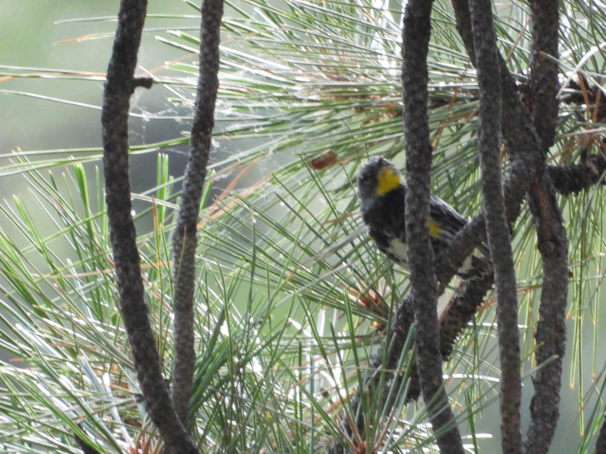 Yellow-rumped Warbler (Audubon's) - ML622132000