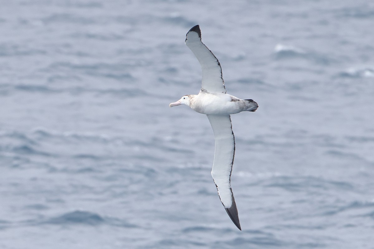 Tristan Albatross - ML622132003