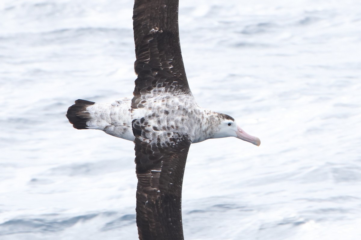 Tristan Albatross - ML622132004