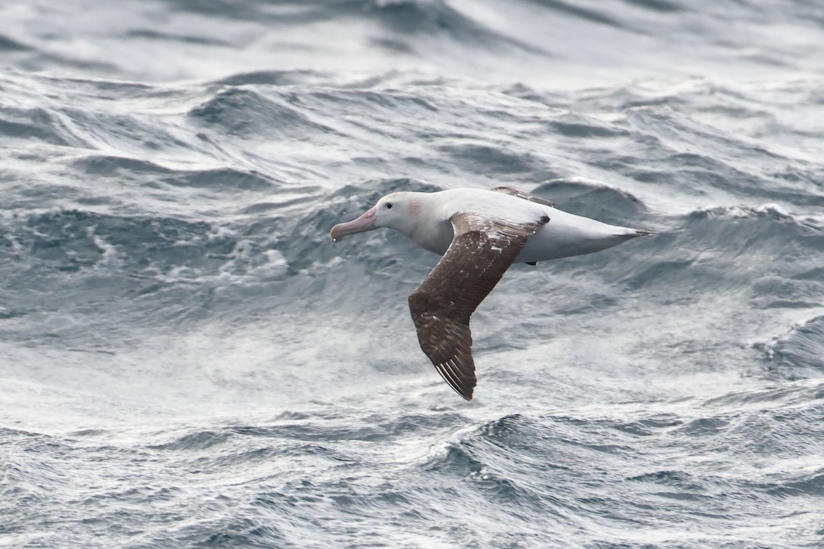 Tristan Albatross - ML622132005