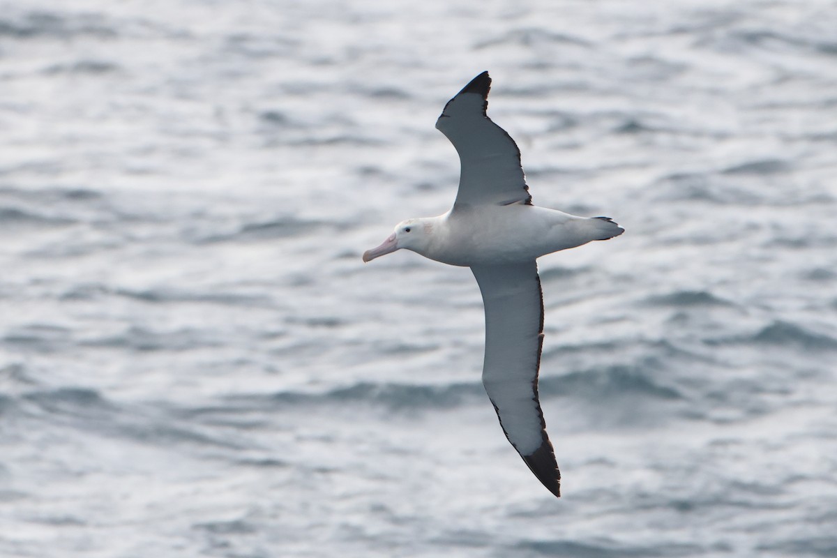 Tristan Albatross - ML622132006