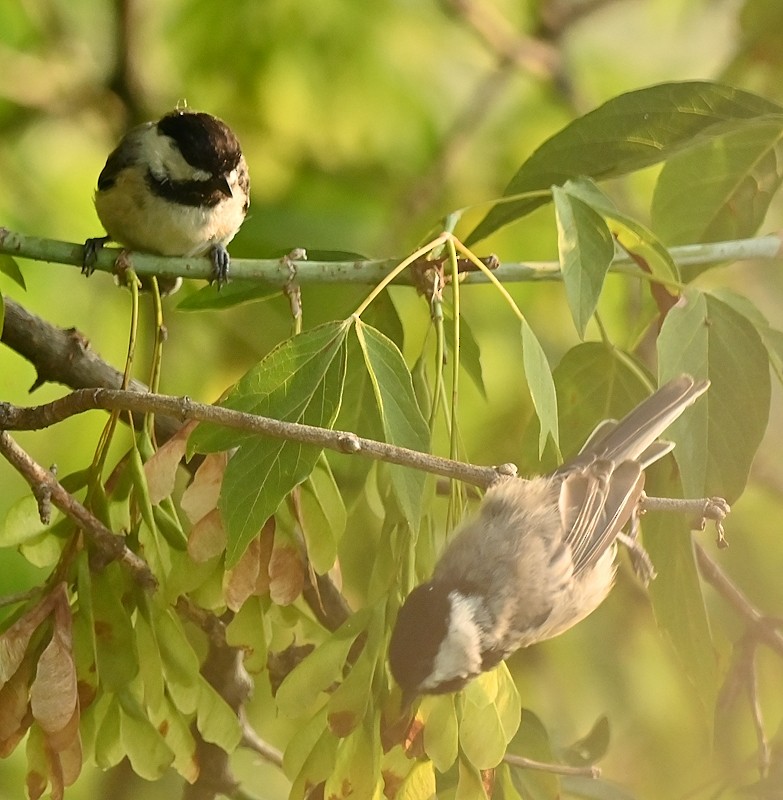 Black-capped Chickadee - ML622132007