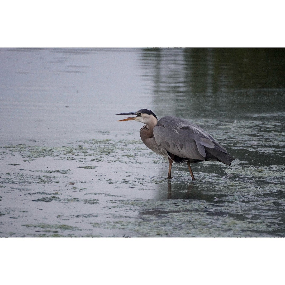 Great Blue Heron - ML622132008