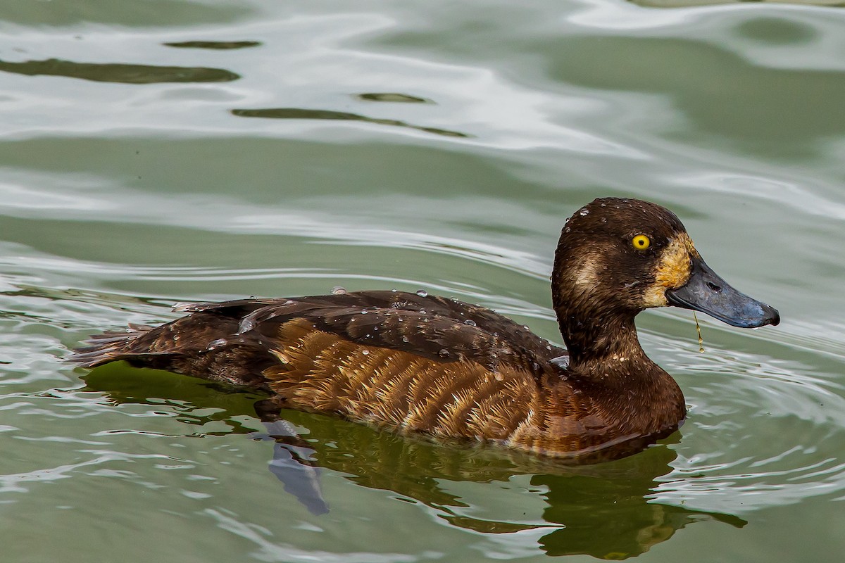 Greater Scaup - David/Mary Phillips