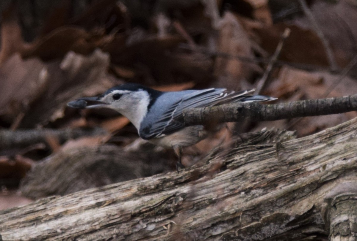 White-breasted Nuthatch - ML622132012