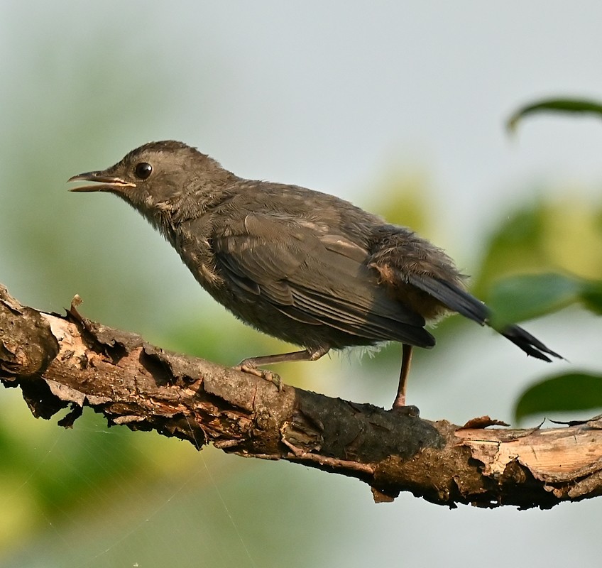 Gray Catbird - ML622132015