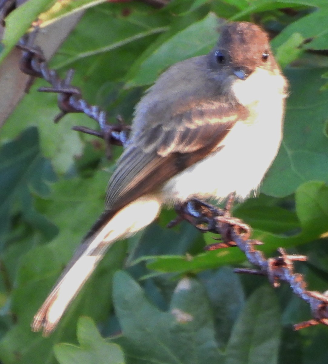 Eastern Phoebe - ML622132016