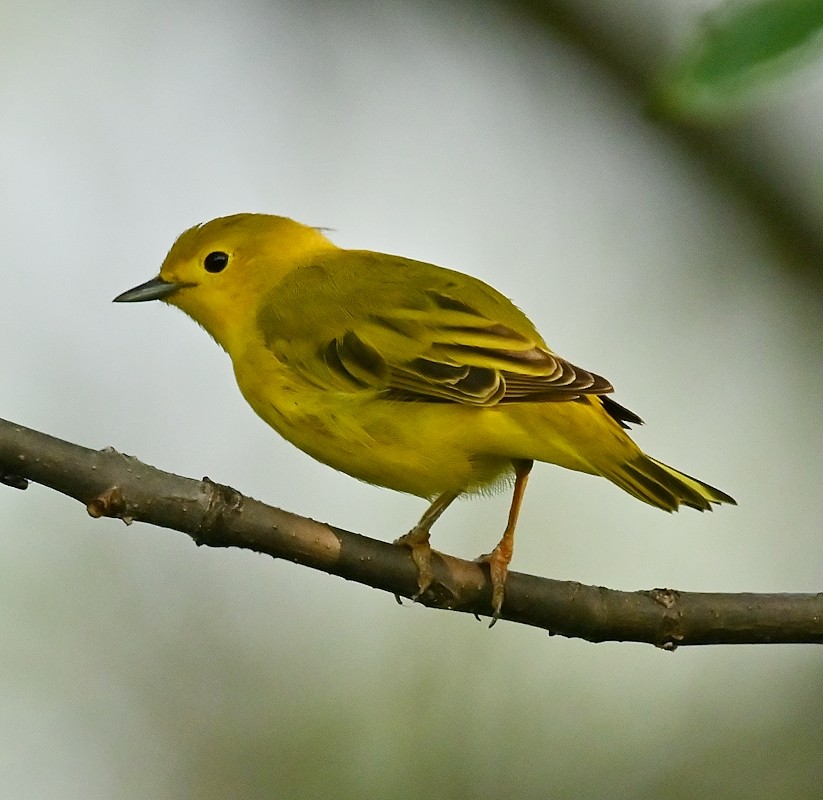 Yellow Warbler - ML622132024