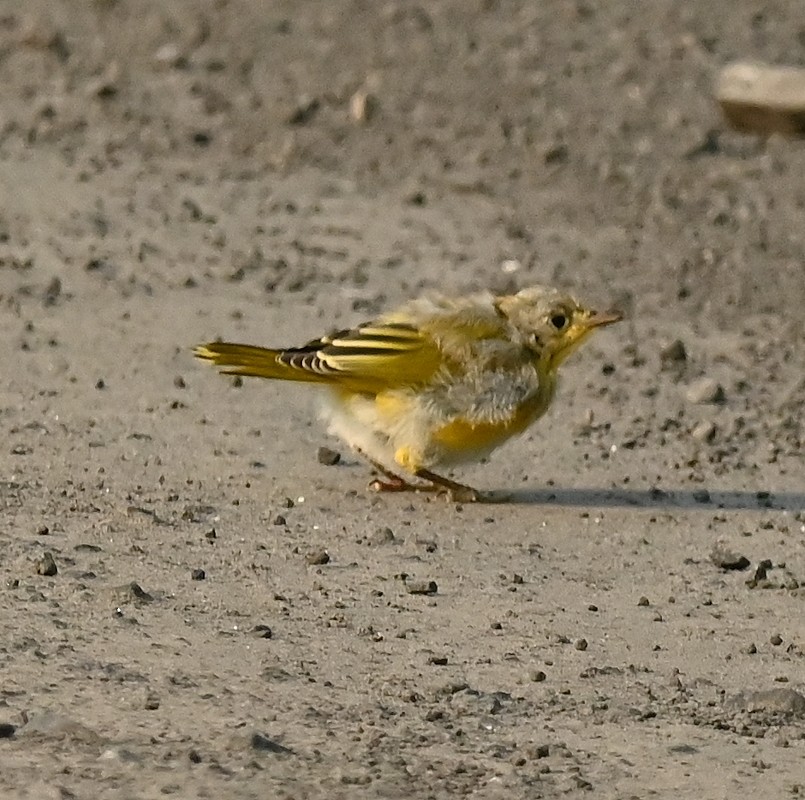 Yellow Warbler - ML622132029