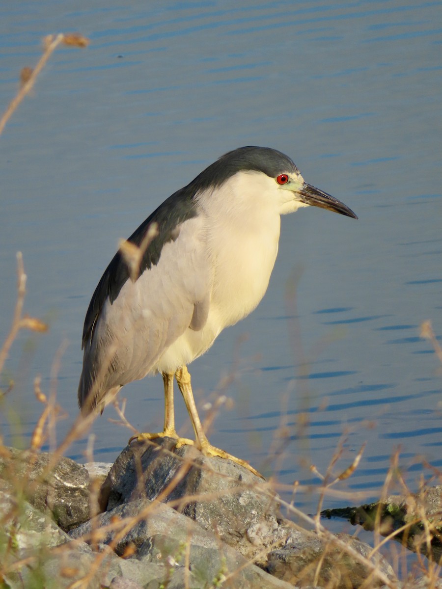 Black-crowned Night Heron - ML622132033