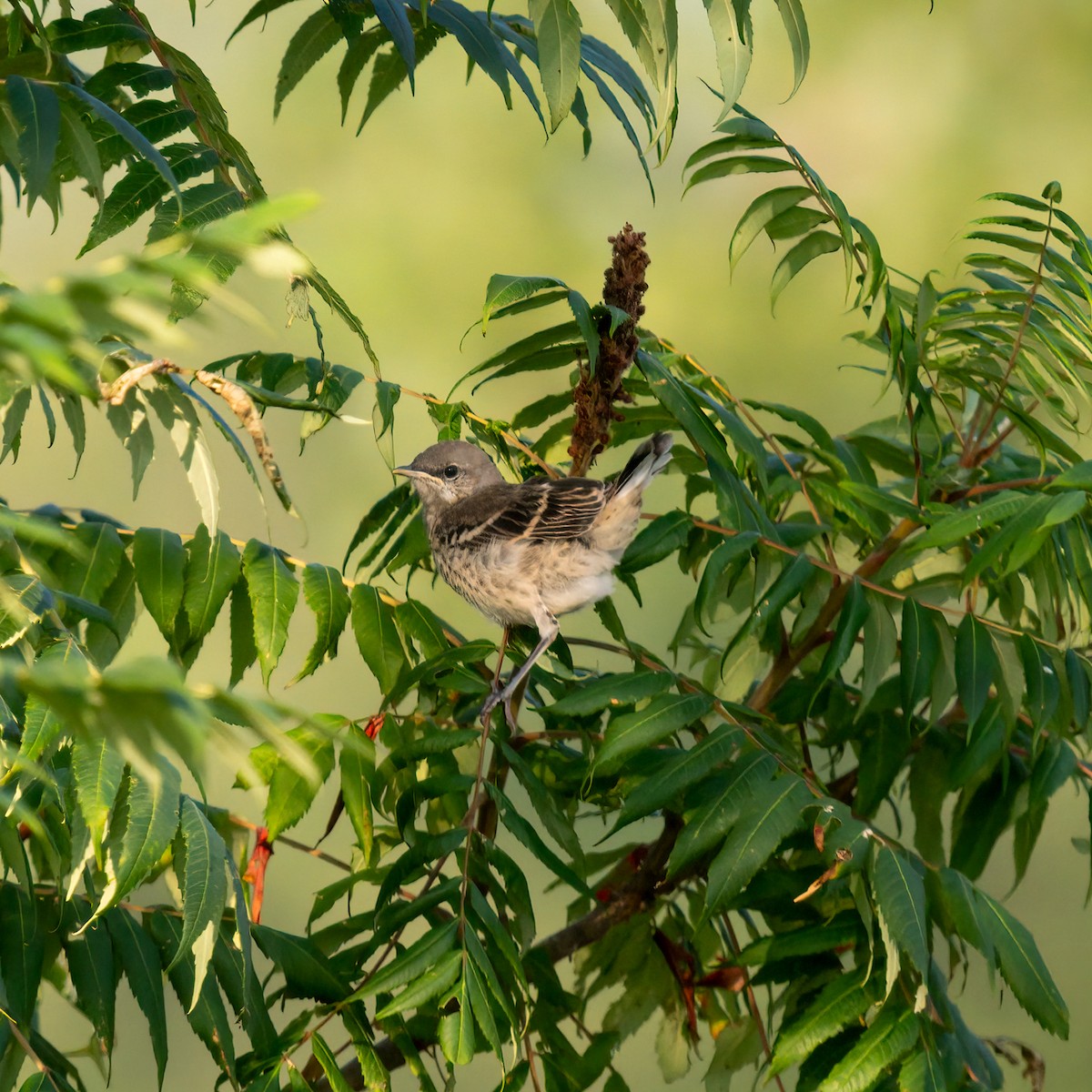 Northern Mockingbird - Kelly Ballantyne