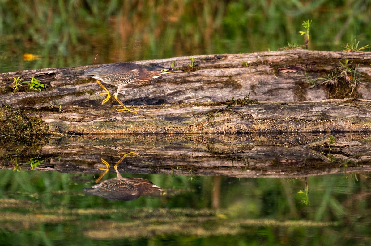 Green Heron - ML622132074