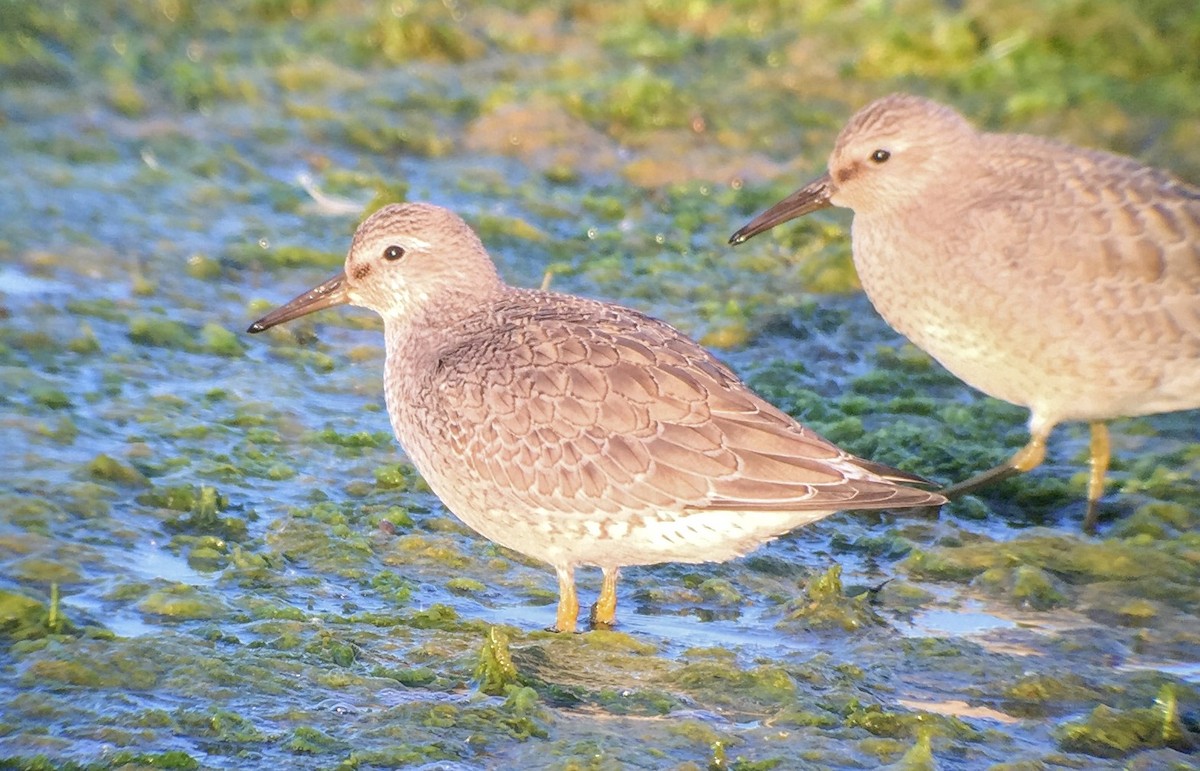 Red Knot - Rich Bayldon