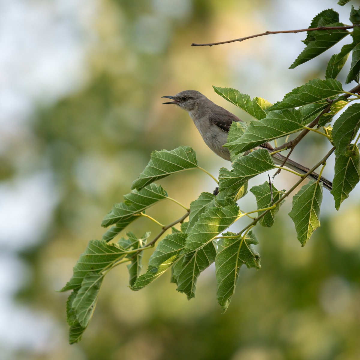 Northern Mockingbird - ML622132094