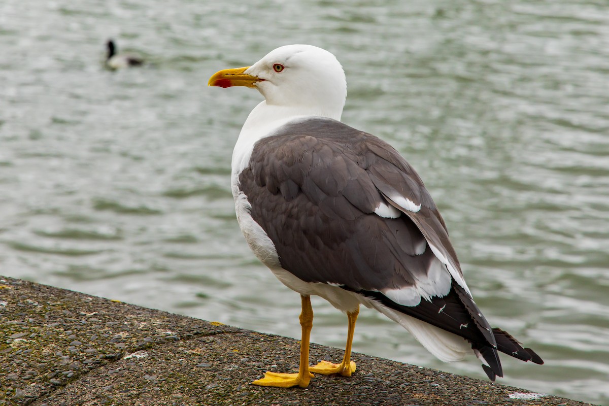 Lesser Black-backed Gull - ML622132136