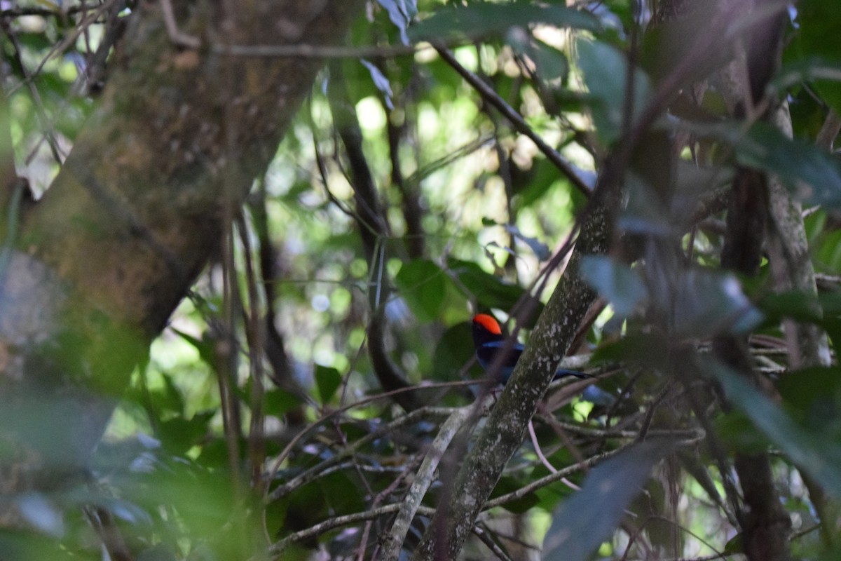 Swallow-tailed Manakin - ML622132137