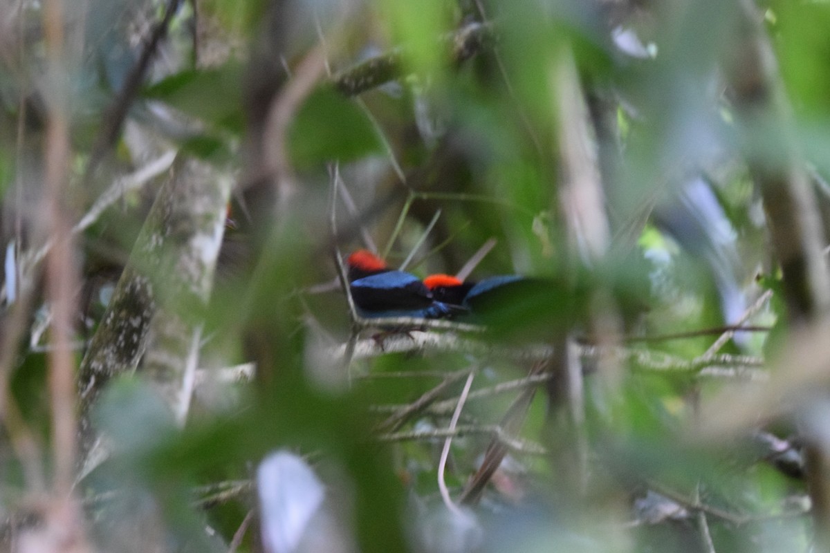 Swallow-tailed Manakin - ML622132138